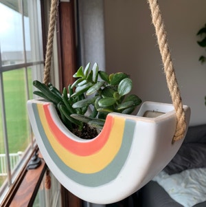 Finger Jade plant photo by @whitney_hj named Bella on Greg, the plant care app.