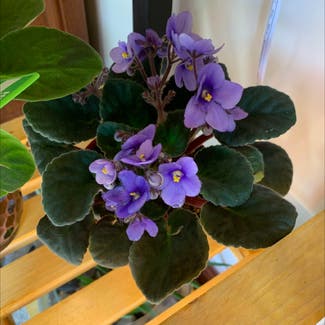 African Violet plant in Tiffin, Ohio