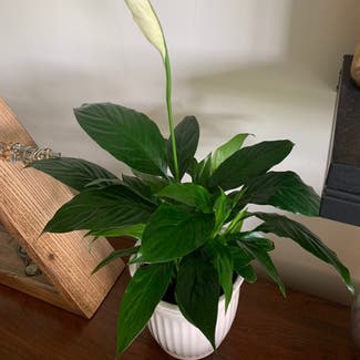 Peace Lily plant in Tiffin, Ohio
