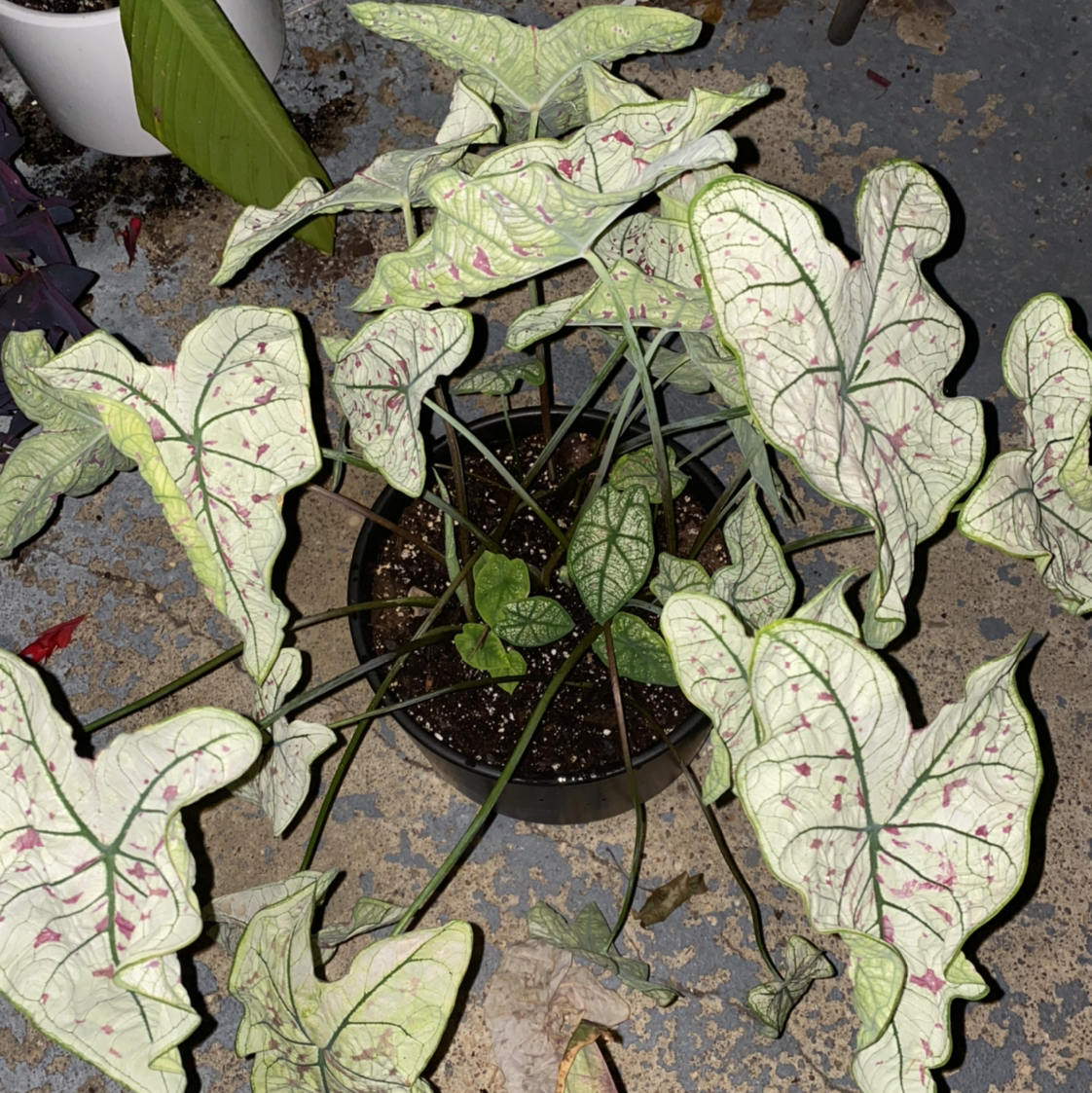 Photo of the plant species Florida Moonlight Caladium by @trex0saurus named Lola on Greg, the plant care app