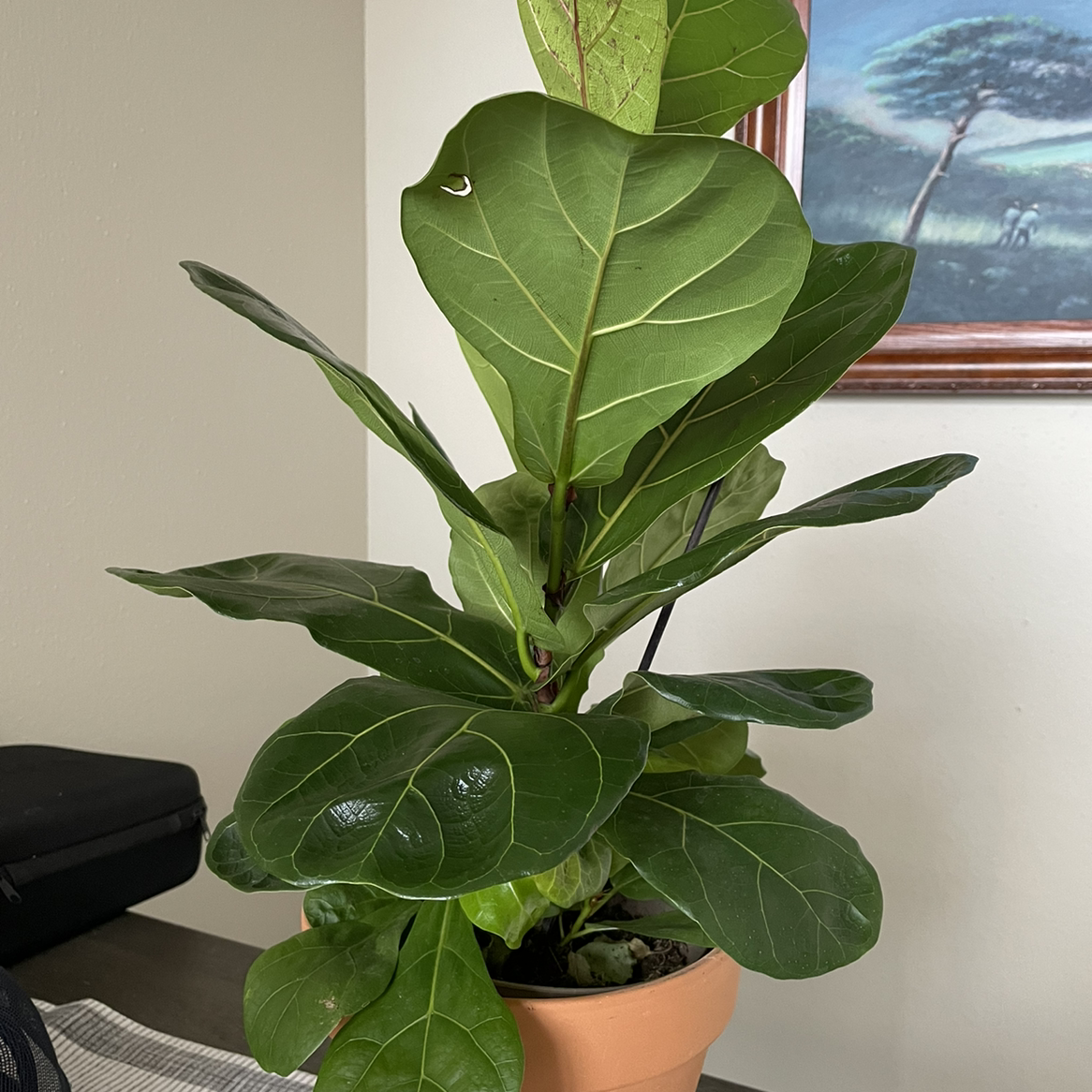 Fiddle Leaf Fig plant photo by @Plantyhope named Newman Figuroa on Greg, the plant care app.