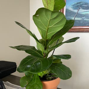 Fiddle Leaf Fig plant photo by @Plantyhope named Newman Figuroa on Greg, the plant care app.