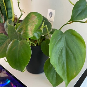 Pearls and Jade Pothos plant photo by @Plantyhope named Zeus on Greg, the plant care app.