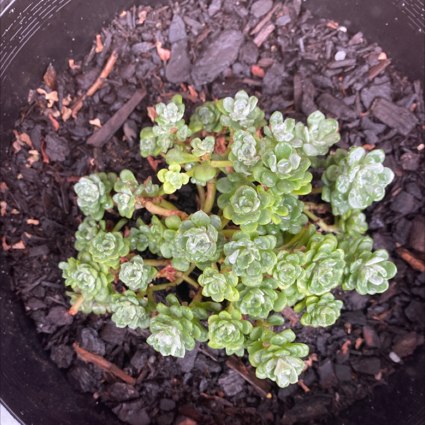 Photo of the plant species Purdy's Stonecrop by @tracie98 named Your plant on Greg, the plant care app