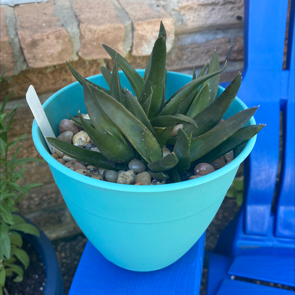 Potted Alworthia 'Black Gem' succulent with dark green leaves in a blue pot on a blue surface.
