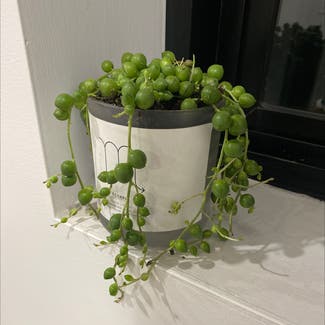 String of Pearls plant in Wollongong, New South Wales
