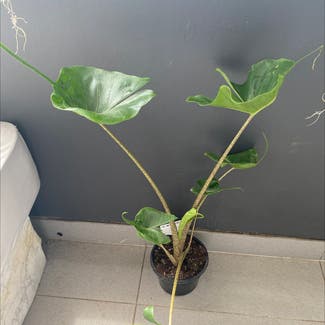 Giant Taro plant in Wollongong, New South Wales