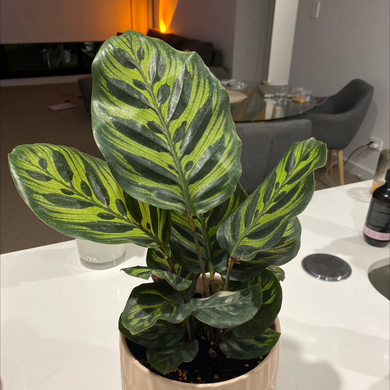 Photo of the plant species Calathea 'Beauty Star' by @Renaescruby named Cathy on Greg, the plant care app