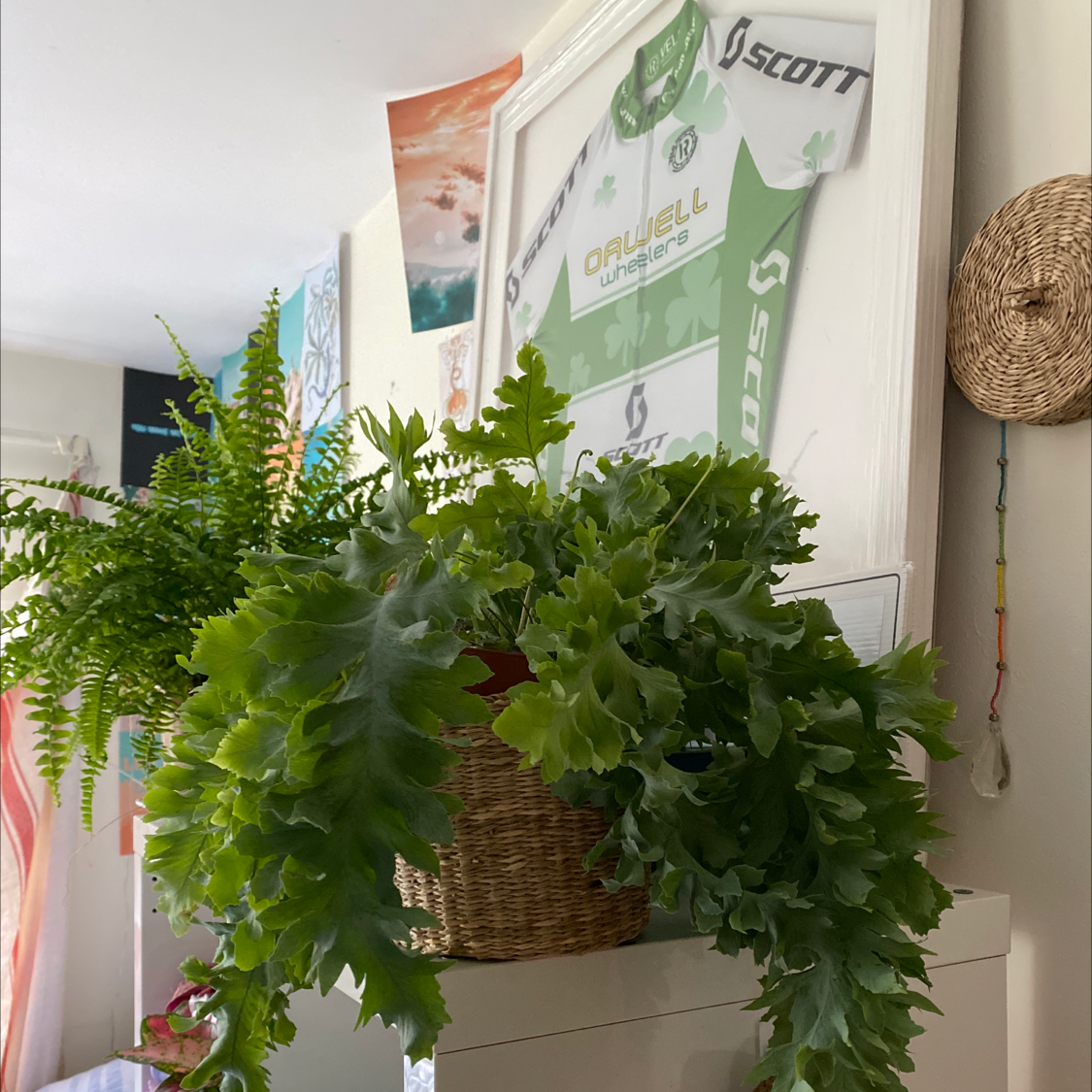 Phlebodium 'Davana' plant in a woven basket on a shelf, with lush green foliage.