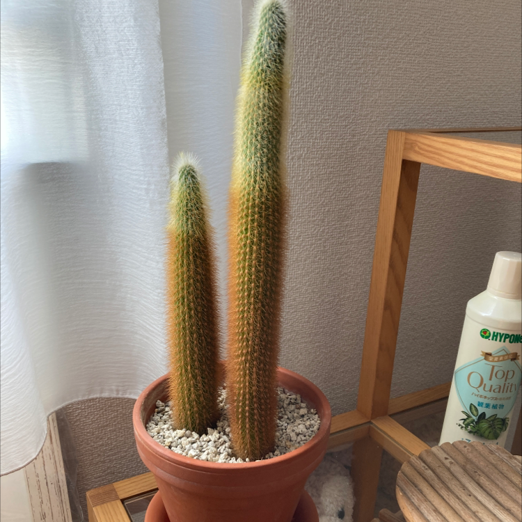 Photo of the plant species Brazilian Cactus by 至 named Your plant on Greg, the plant care app