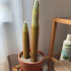 Brazilian Cactus plant