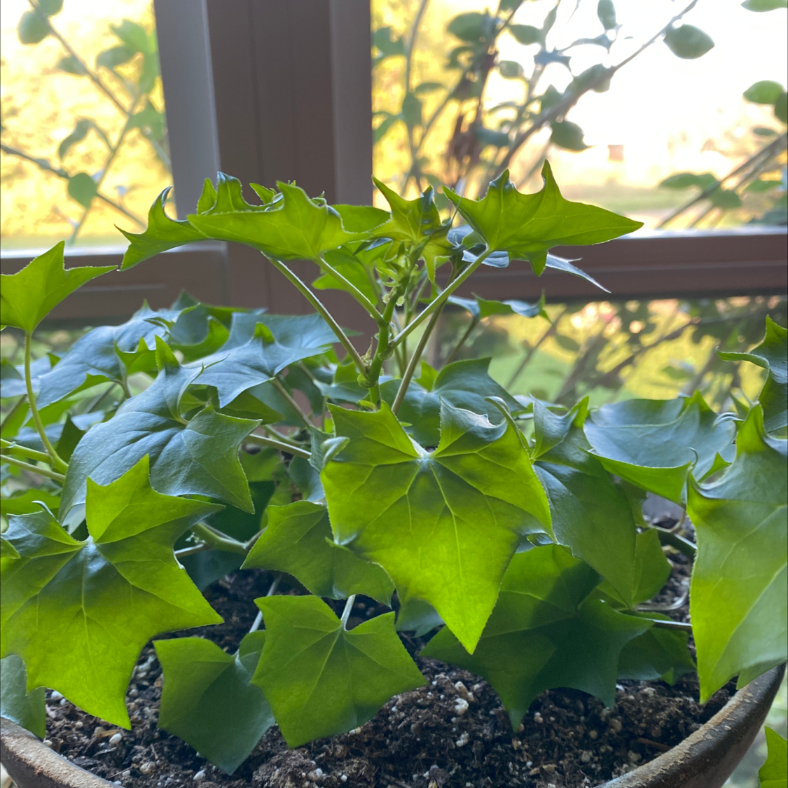 Cape Ivy plant in a pot near a window with healthy green leaves.