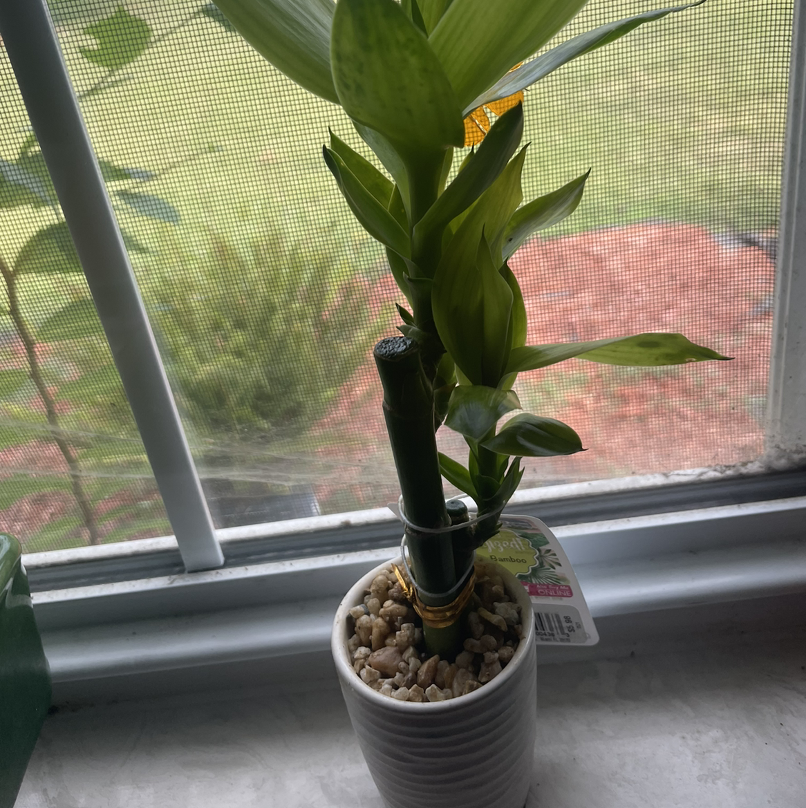 Lucky Bamboo plant photo by @Liiiyahtexaco named Lucky on Greg, the plant care app.