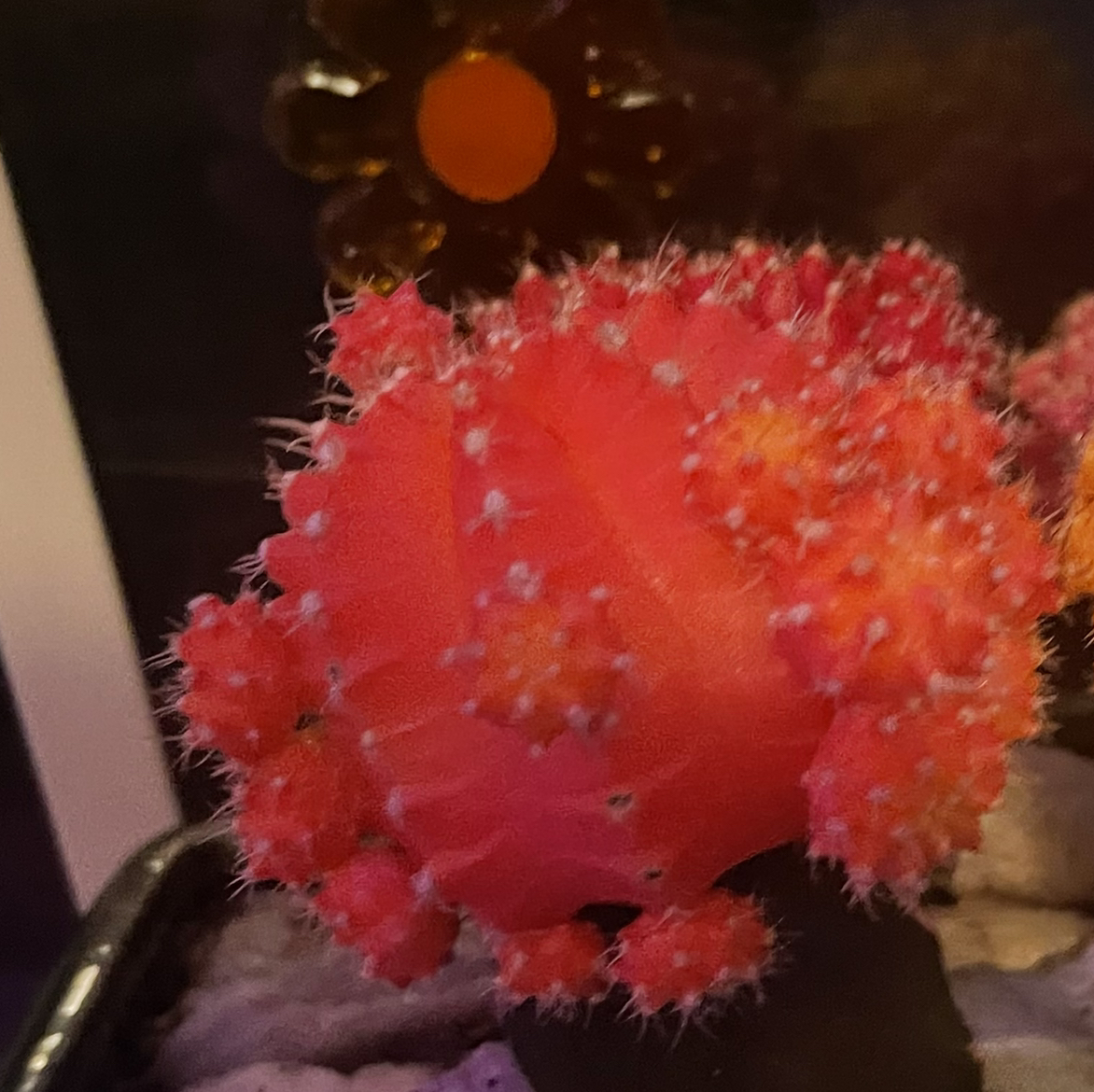 Moon Cactus plant photo by @Liiiyahtexaco named Amaru on Greg, the plant care app.