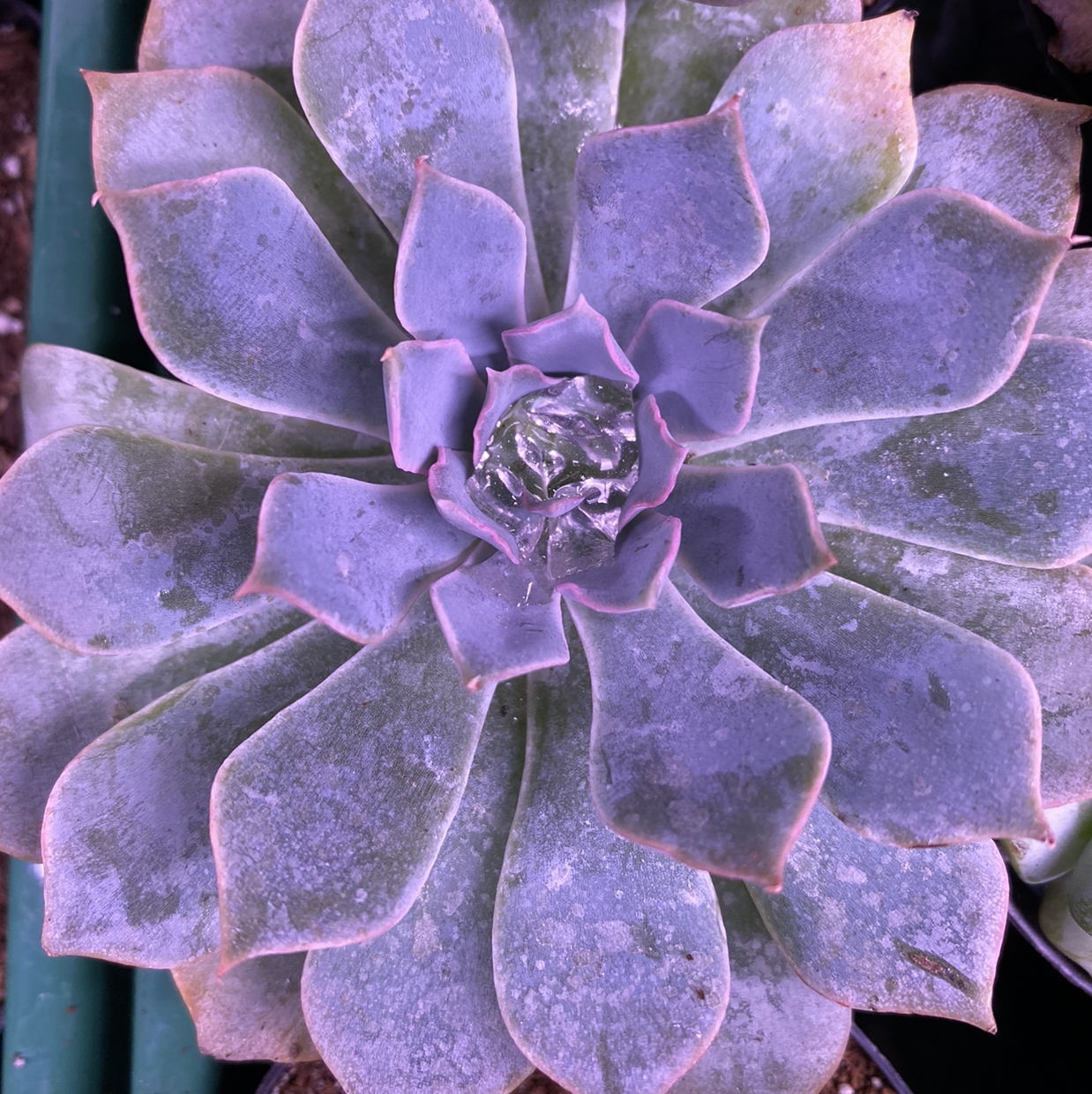 Echeveria 'Blue Heron' succulent with bluish leaves and minor browning at the edges.