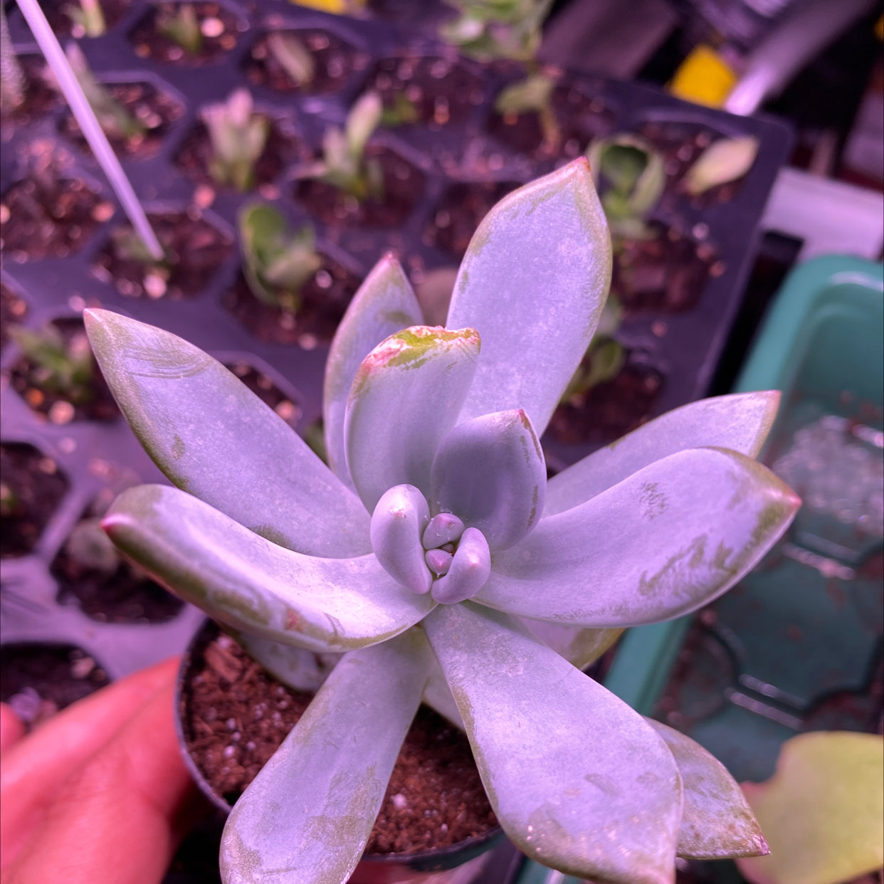 Photo of the plant species Echeveria 'Powder Puff' by @SucculentBonanza named Your plant on Greg, the plant care app