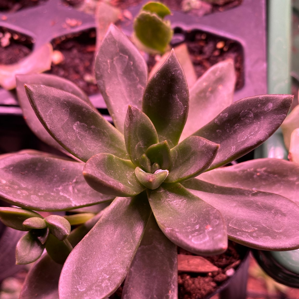 Echeveria 'Licorice' succulent with thick, fleshy leaves in good health.