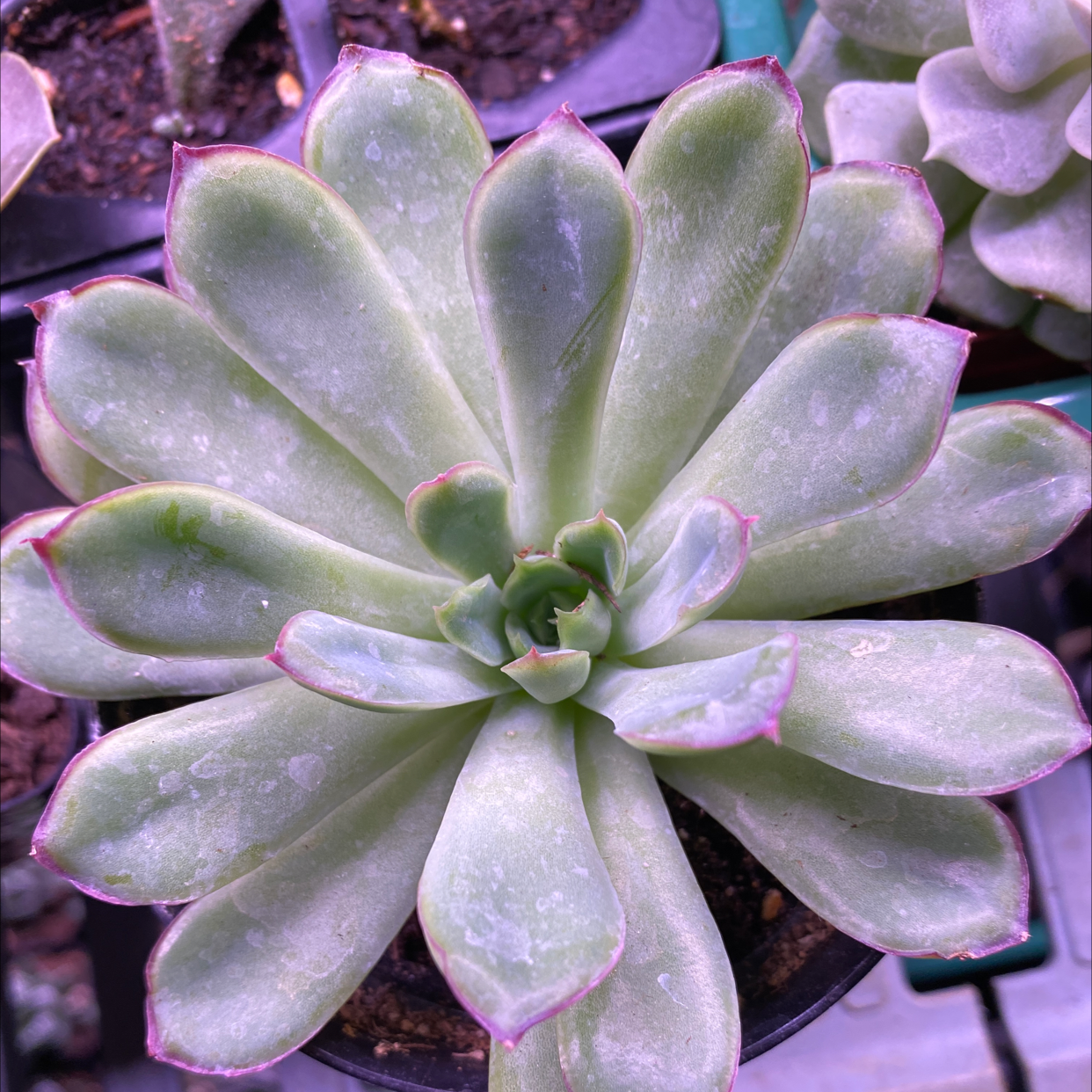 Photo of the plant species Echeveria pelusida 'Mexican Hat' by @SucculentBonanza named Your plant on Greg, the plant care app