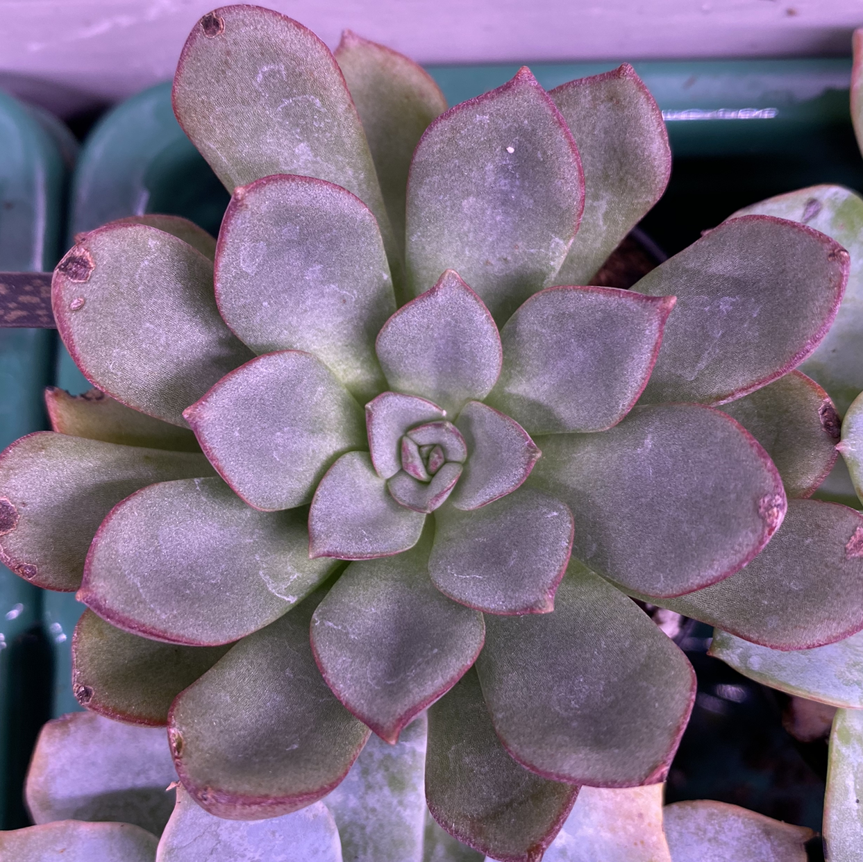 Photo of the plant species Echeveria 'Moranii' by @SucculentBonanza named Your plant on Greg, the plant care app