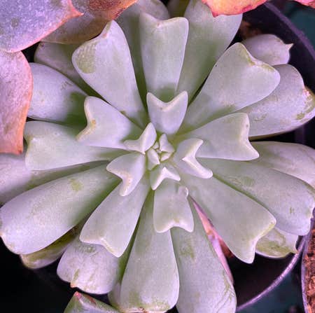 Photo of the plant species Echeveria 'Cloud' by @SucculentBonanza named Your plant on Greg, the plant care app
