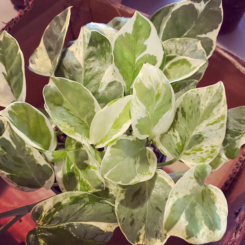 Taro Vine plant photo by Alicia named Pearl and jade pothos on Greg, the plant care app.