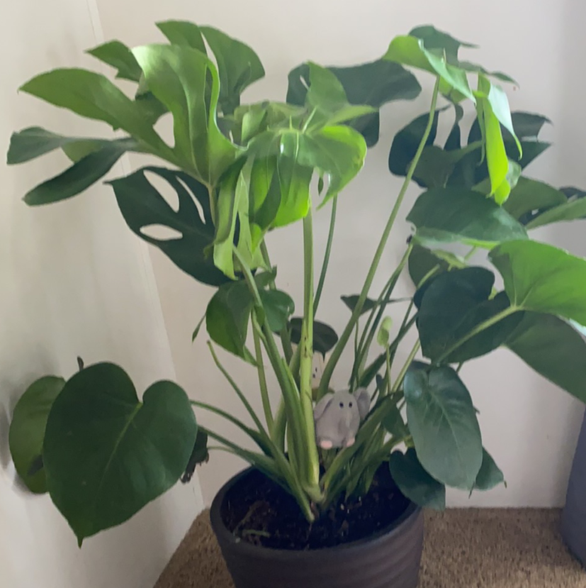 Monstera plant photo by Alicia named Deliciousaaaa on Greg, the plant care app.