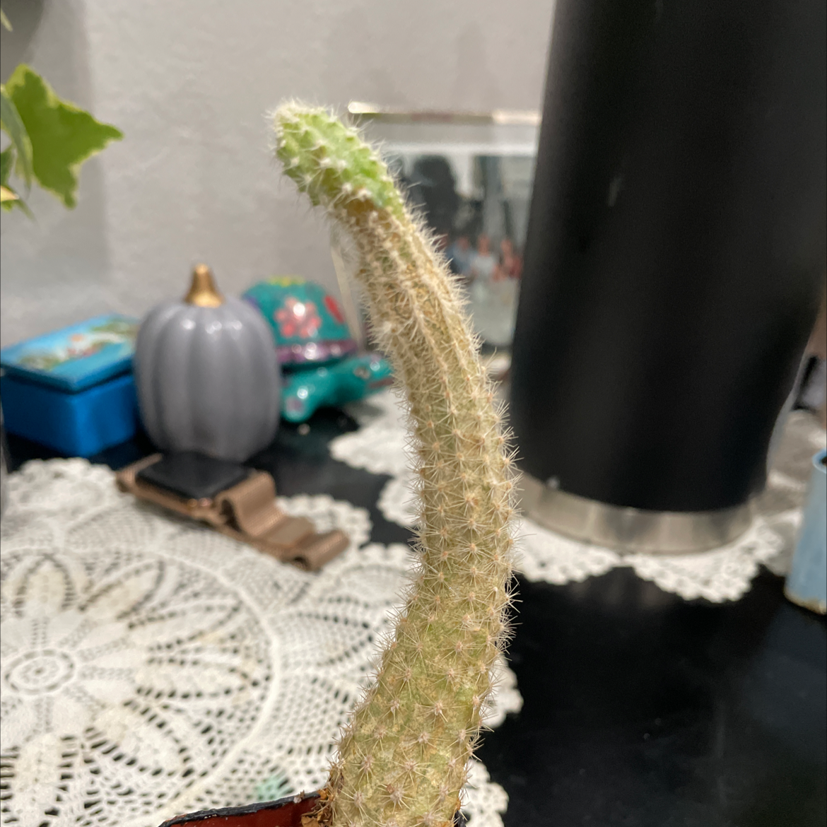 Mexican Night-Bloom Cereus with a curved stem and fine spines, well-focused.
