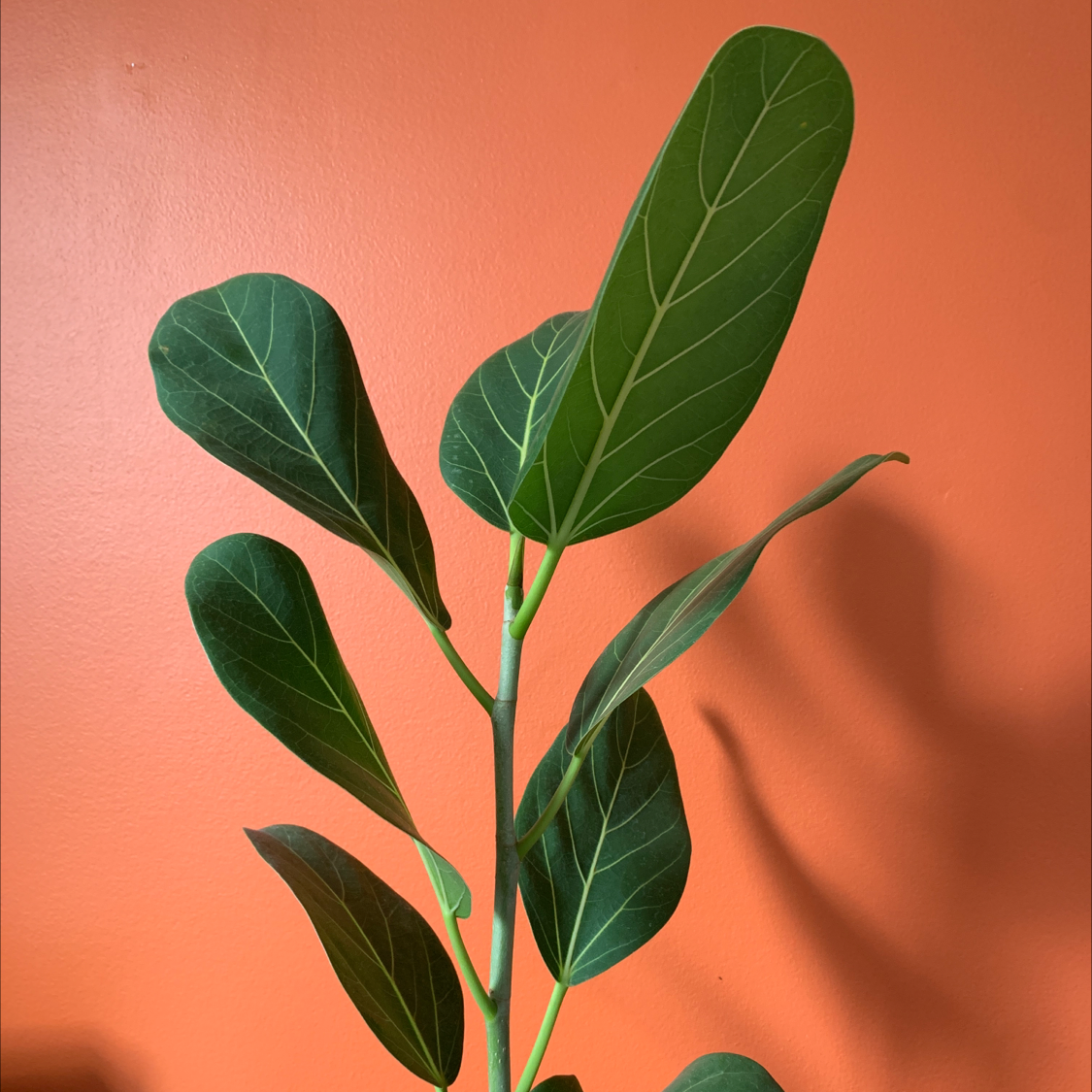Photo of the plant species Audrey Ficus by Monica named Fred on Greg, the plant care app