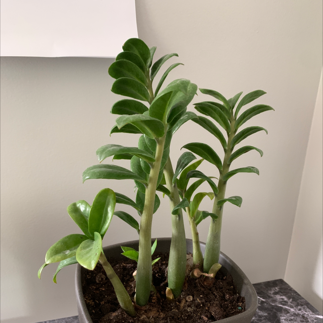 Zamioculcas Zamiifolia plant photo by Monica named Zeze on Greg, the plant care app.