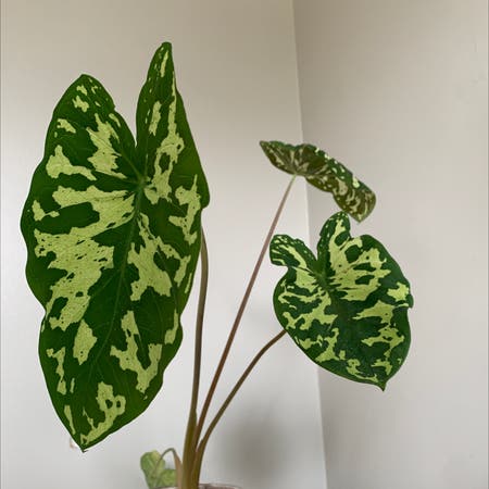Photo of the plant species Caladium Hilo Beauty by Monica named Jolene on Greg, the plant care app