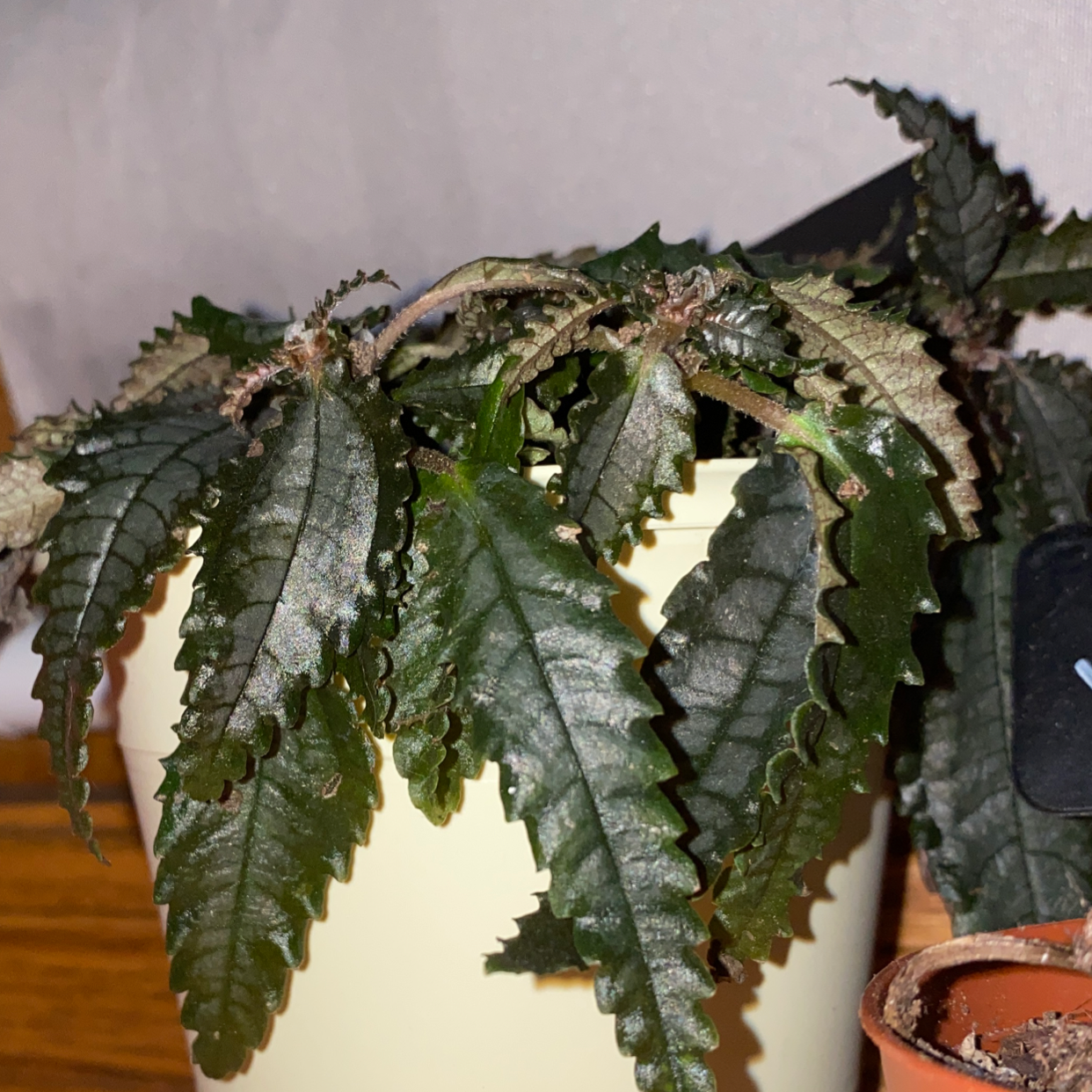 Dark Mystery Pilea plant with dark green, serrated leaves in a pot. Some leaves show slight discoloration.