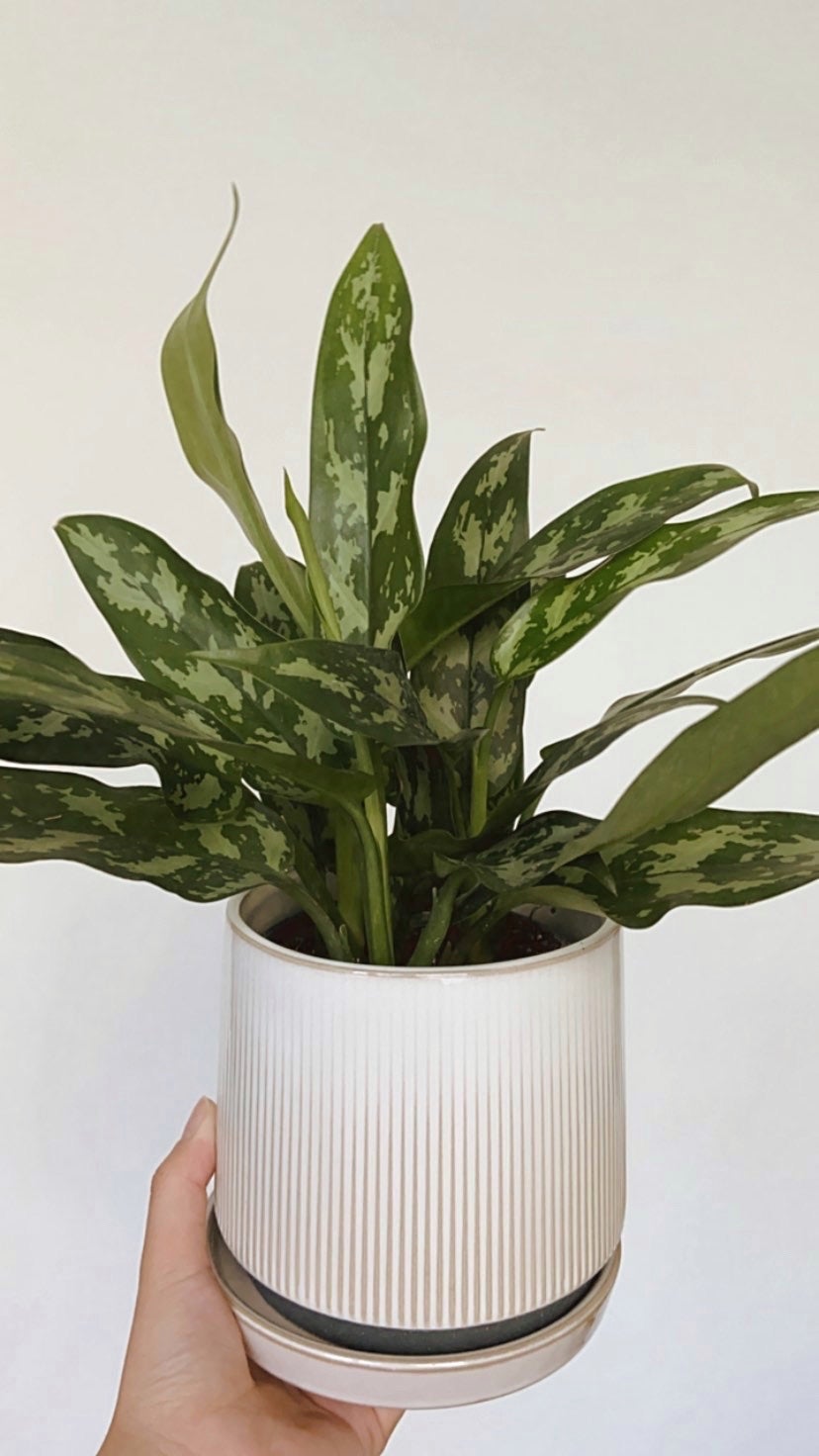 are chinese evergreen toxic to cats