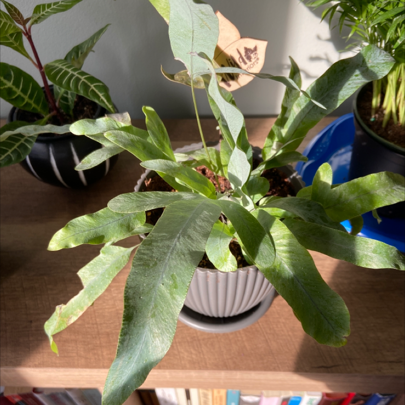 Blue Star Fern in a pot on a wooden surface with slight browning on leaf tips.