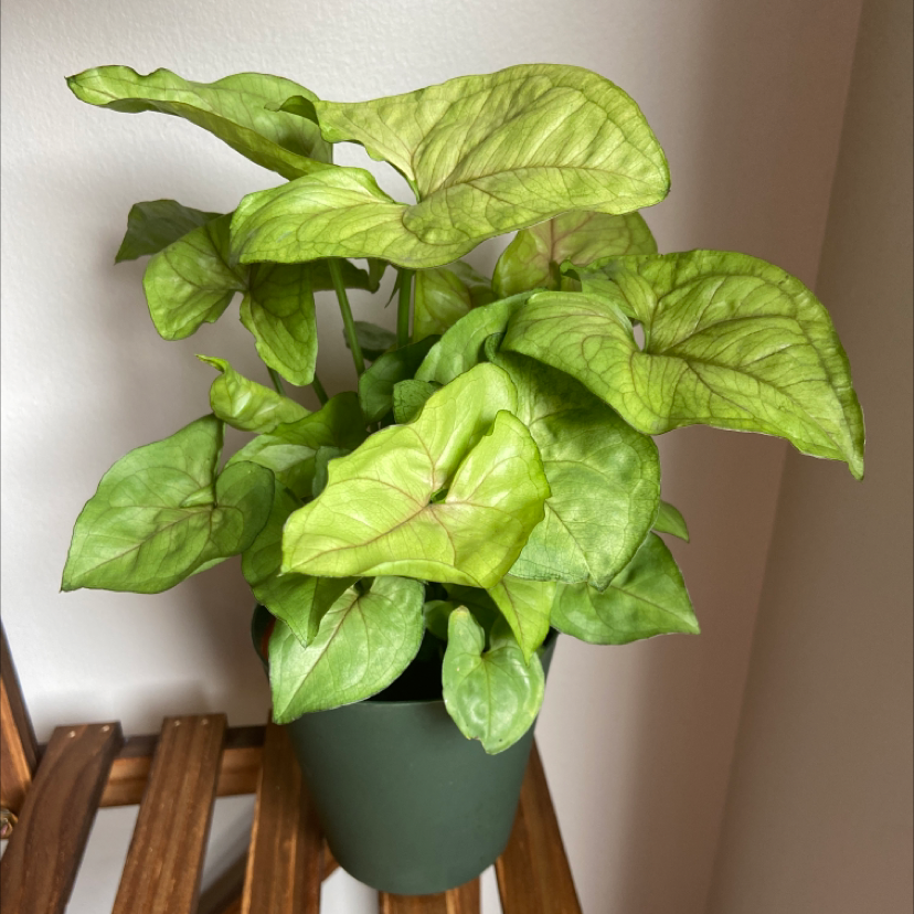 Photo of the plant species Arrowhead Plant by Angeliki named Your plant on Greg, the plant care app