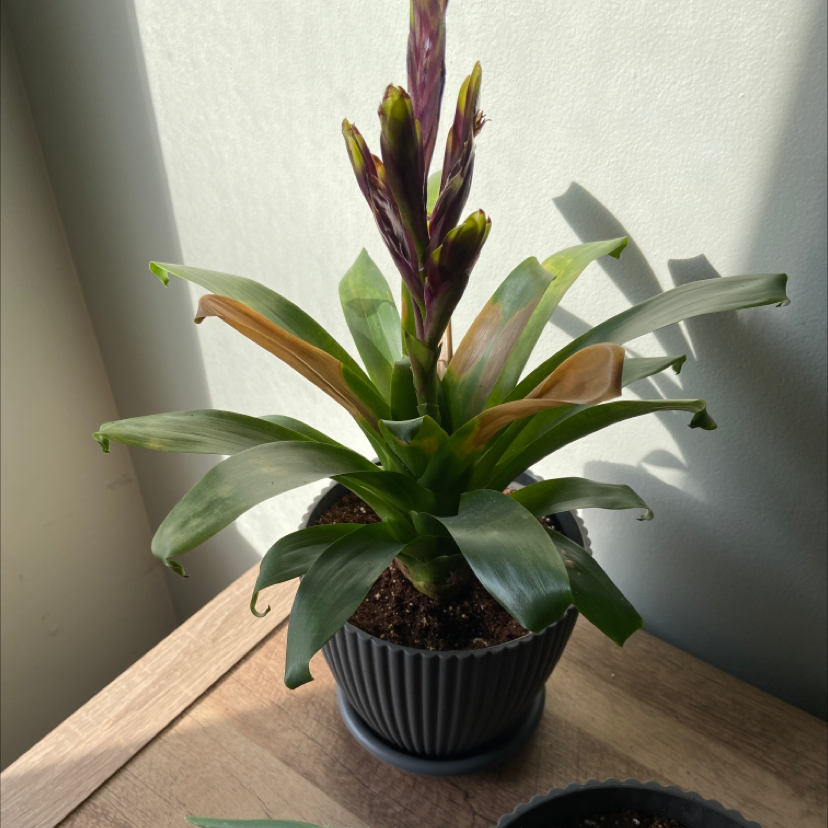 Flaming Sword Bromeliad in a pot with a prominent flower spike and some browning leaves.