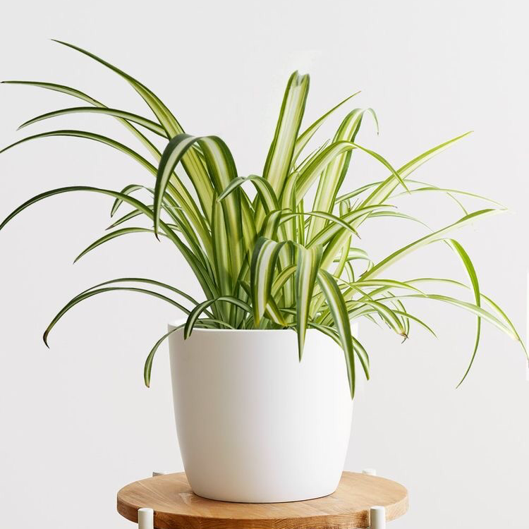 Spider Plant plant photo by Jewel named Your plant on Greg, the plant care app.