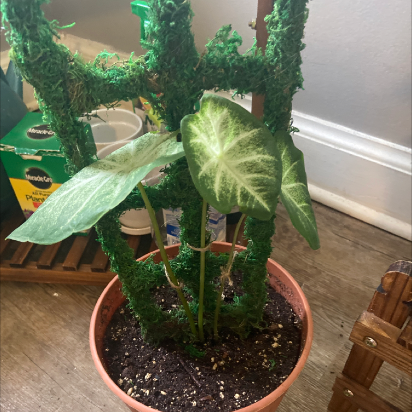 Photo of the plant species caladium aaron by Jennifer named Diana on Greg, the plant care app