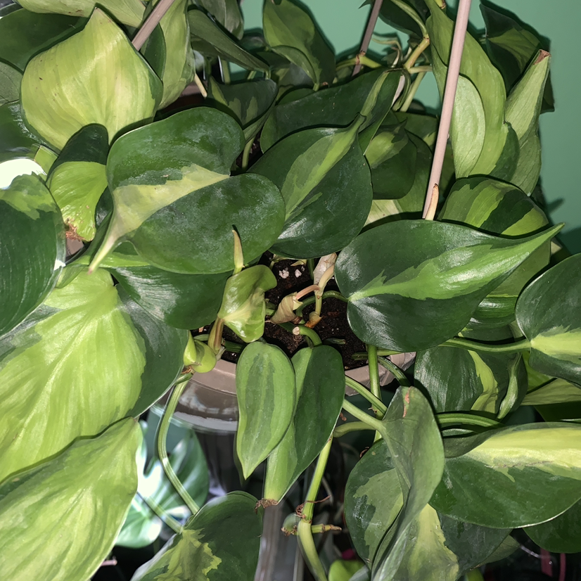 Philodendron Brasil plant photo by @jgirlluvsplants named Phil on Greg, the plant care app.