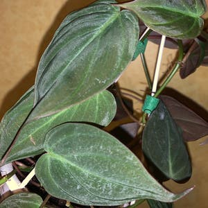 Philodendron Micans plant photo by @jgirlluvsplants named Vel on Greg, the plant care app.