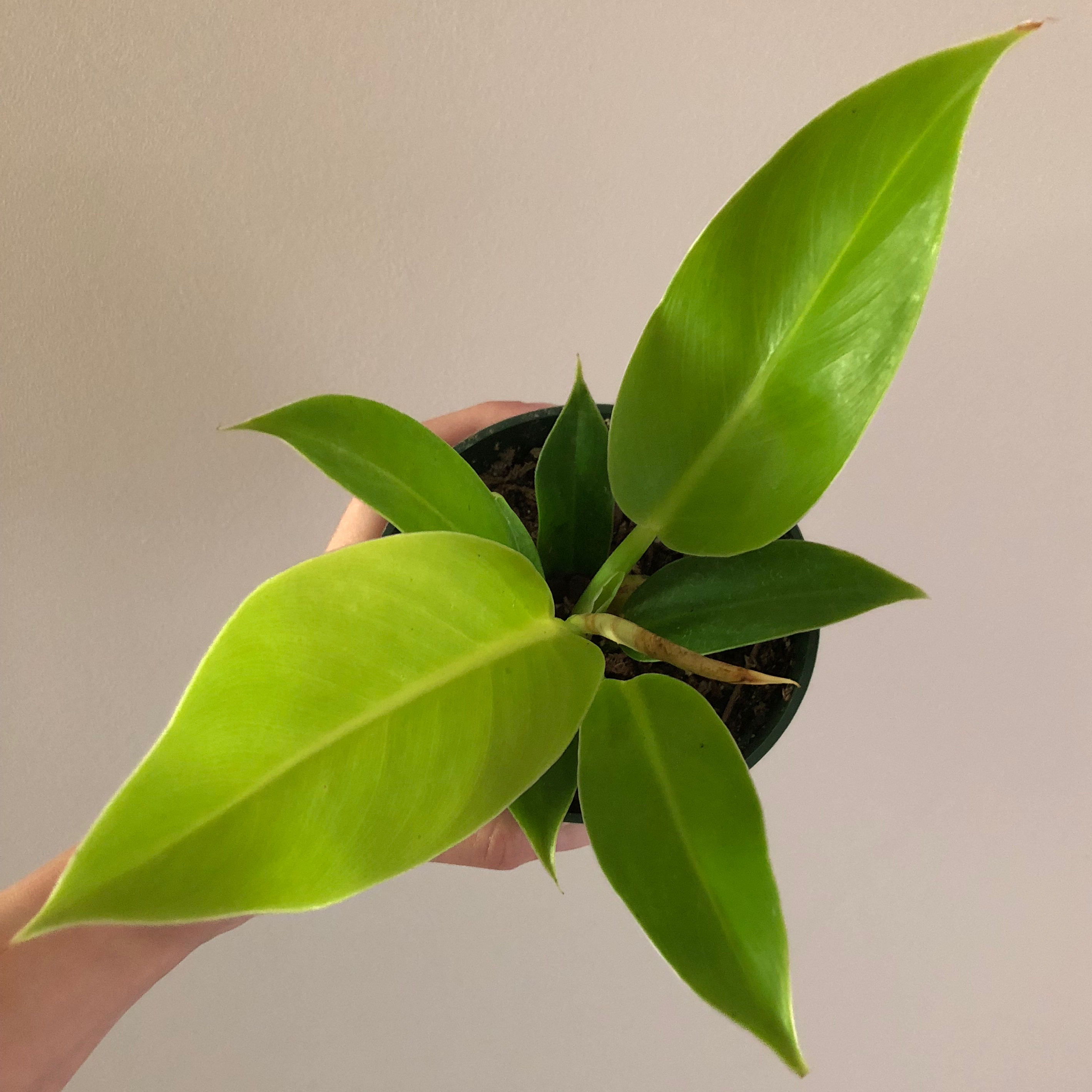 Photo of the plant species Philodendron 'Moonlight' by Danielle named OG moonlight on Greg, the plant care app