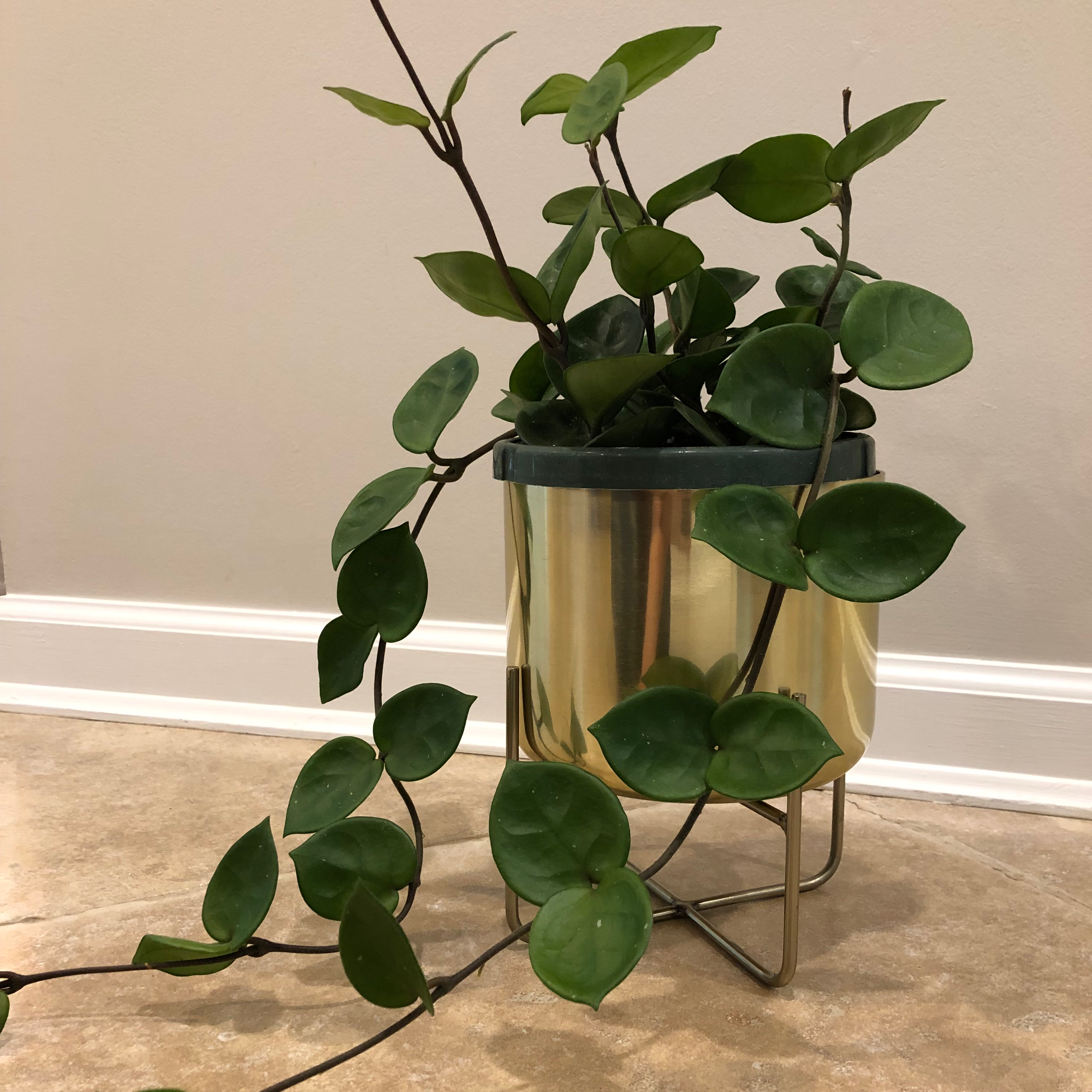 Chelsea Hoya plant with round green leaves in a pot, well-maintained and healthy.