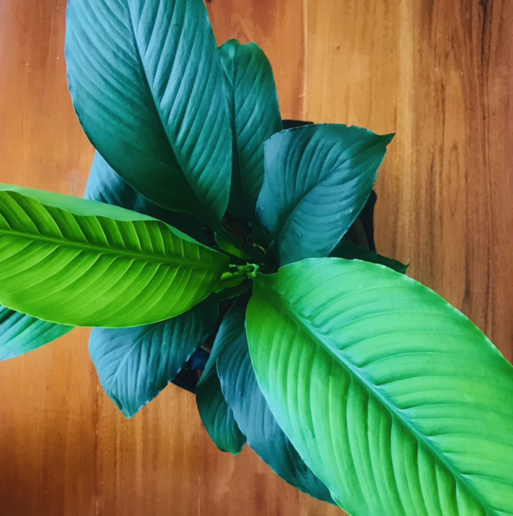 Photo of the plant species Sensation Peace Lily by Tristan named Lily on Greg, the plant care app