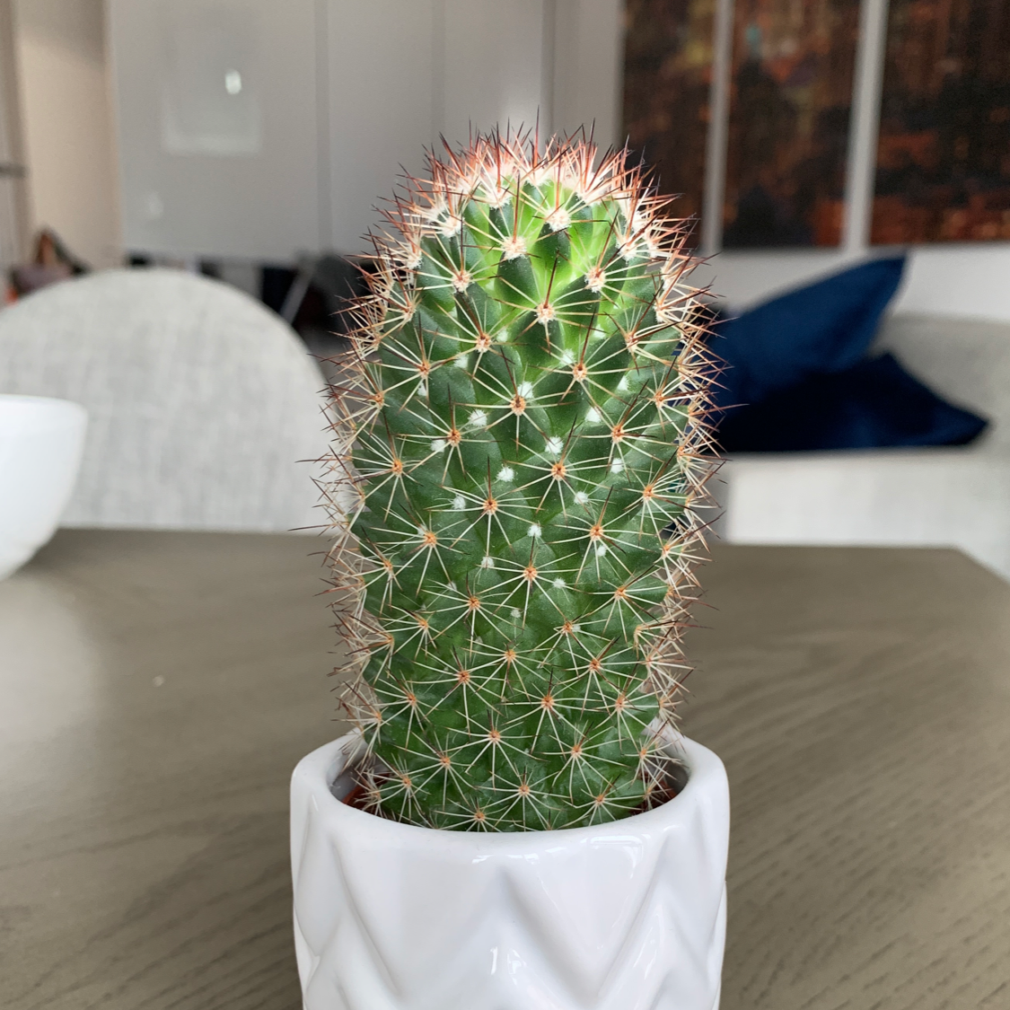 Photo of the plant species Mammillaria albilanata by Micaela named Spike on Greg, the plant care app