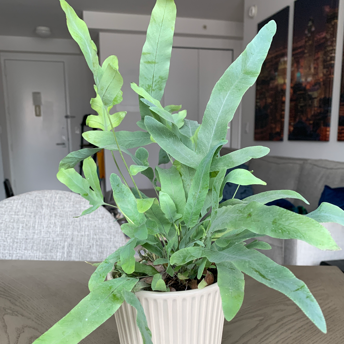 Photo of the plant species Virginia Blue Fern by Micaela named Fernie Sanders on Greg, the plant care app