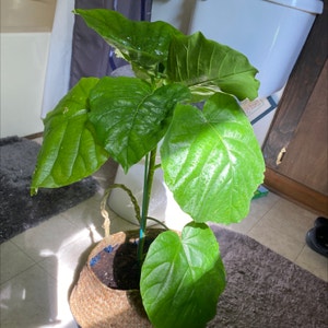 Ficus umbellata plant photo by Kathy_waller234 named Jovi on Greg, the plant care app.