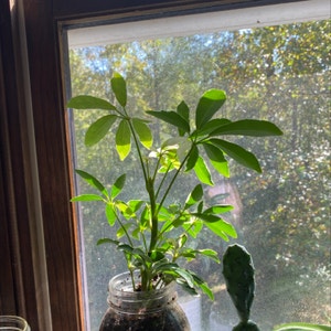 Dwarf Umbrella Tree plant photo by @kathy_waller234 named Sir Plancelot on Greg, the plant care app.