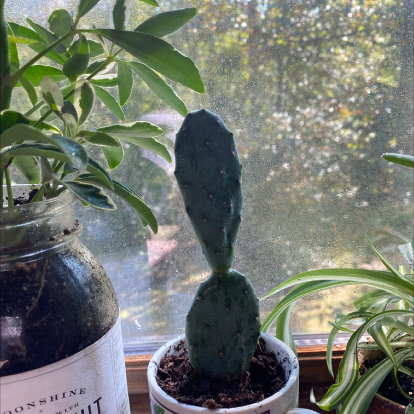 Cochineal Cactus in a white pot on a windowsill with other plants in the background.