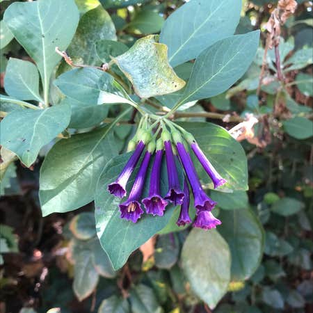Photo of the plant species Iochroma cyaneum by Gina named Your plant on Greg, the plant care app