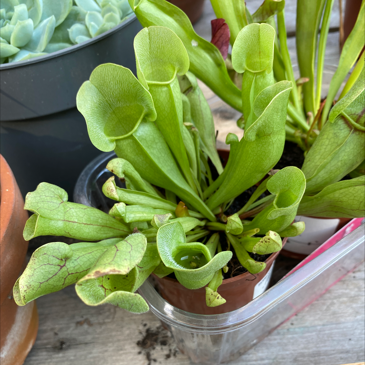 Purple Pitcher Plant with green pitchers and some black spots, potted with visible soil.