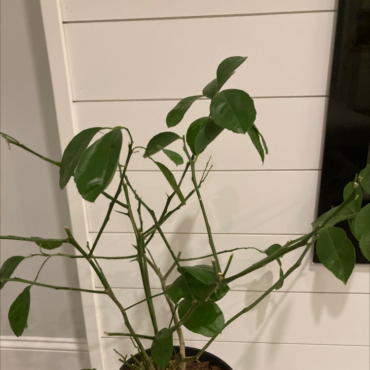 Makrut Lime plant with green leaves in a pot indoors.